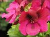 pelargonia angielska Burgundy